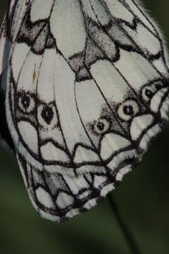 Image of marbled white