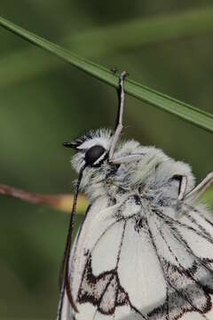 Image of marbled white