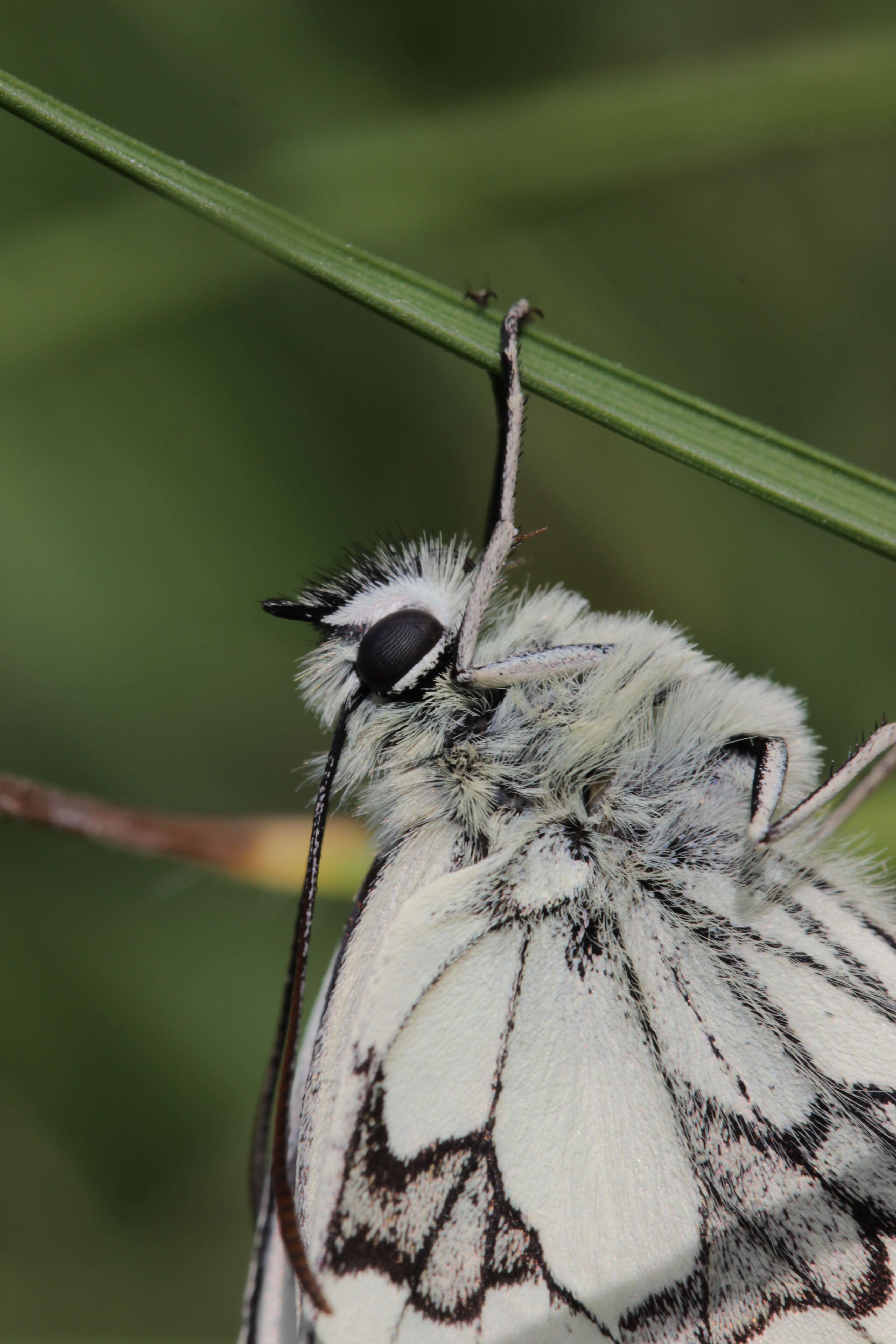 Imagem de Melanargia galathea Linnaeus 1758