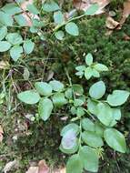 Image of Vaccinium myrtillus subsp. myrtillus