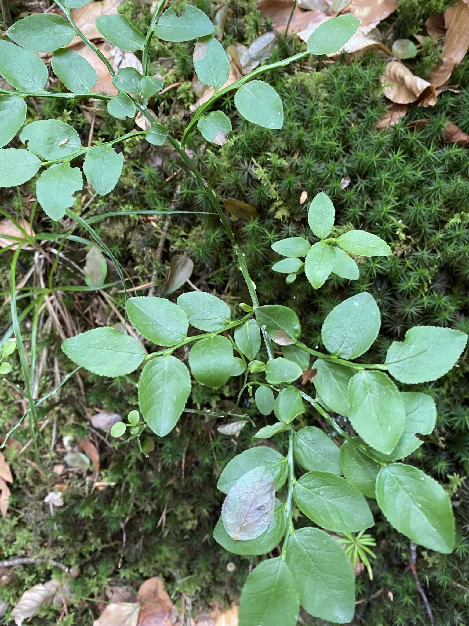 Vaccinium myrtillus subsp. myrtillus resmi