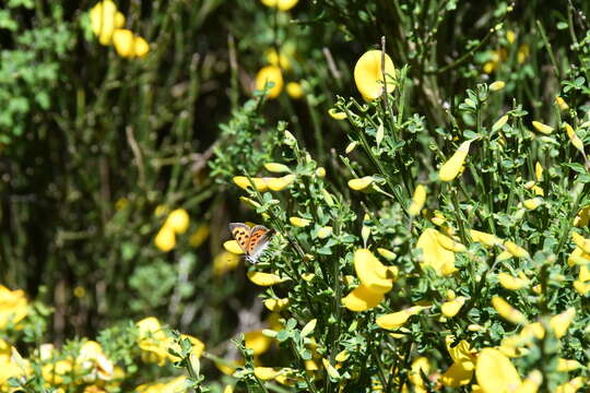 Lycaena phlaeas phlaeoides (Staudinger 1901) resmi