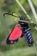 Image of six-spot burnet