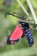 Image of six-spot burnet