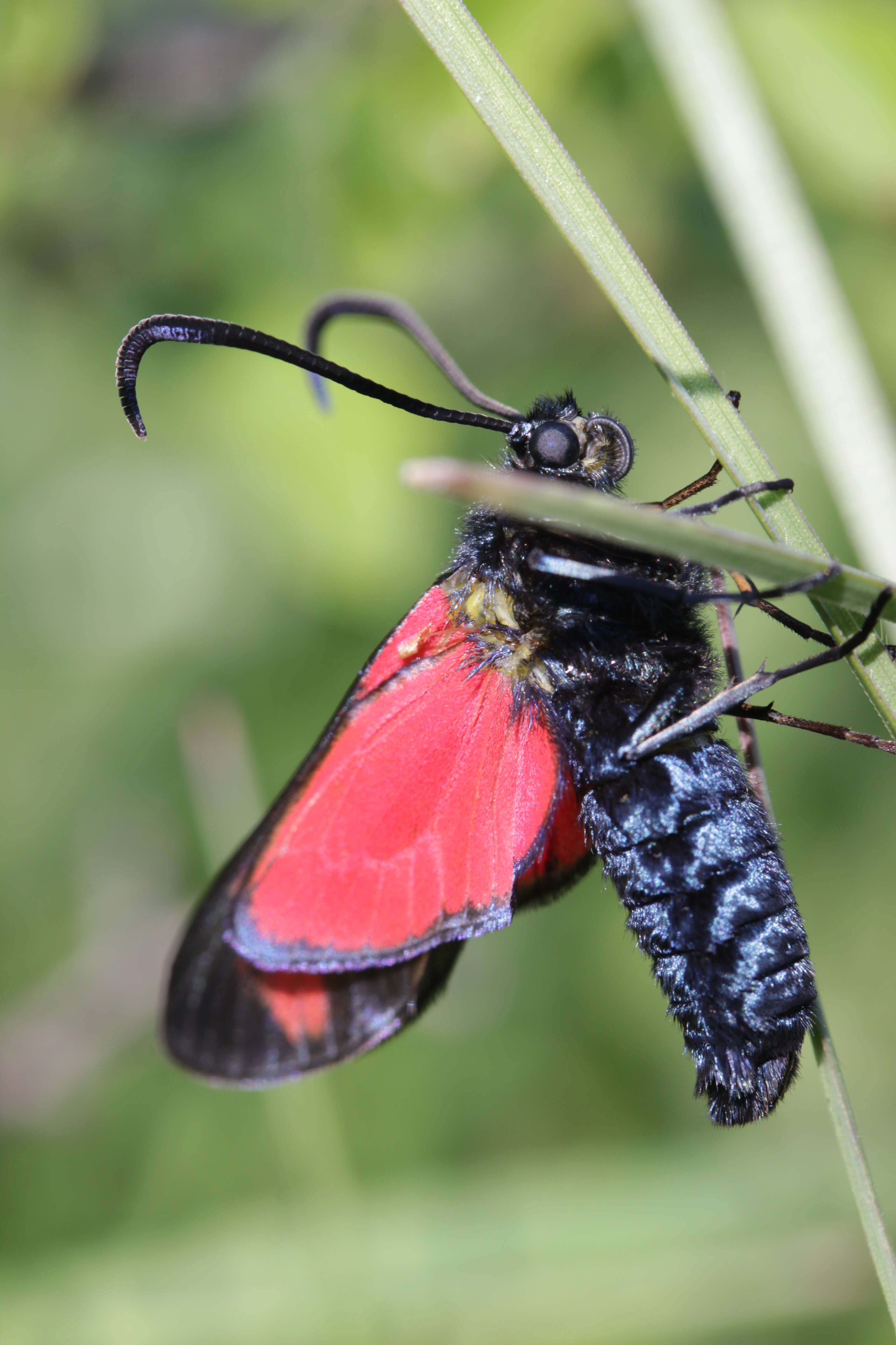 Image of six-spot burnet