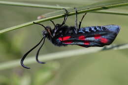 Image of six-spot burnet