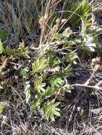 Image of woolly cinquefoil