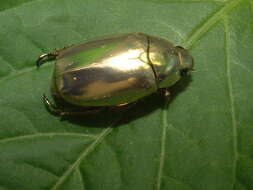 Image of Chrysina resplendens (Boucard 1875)