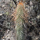 Image of Cleistocactus luribayensis Cárdenas