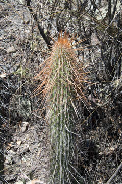 Image of Cleistocactus luribayensis Cárdenas