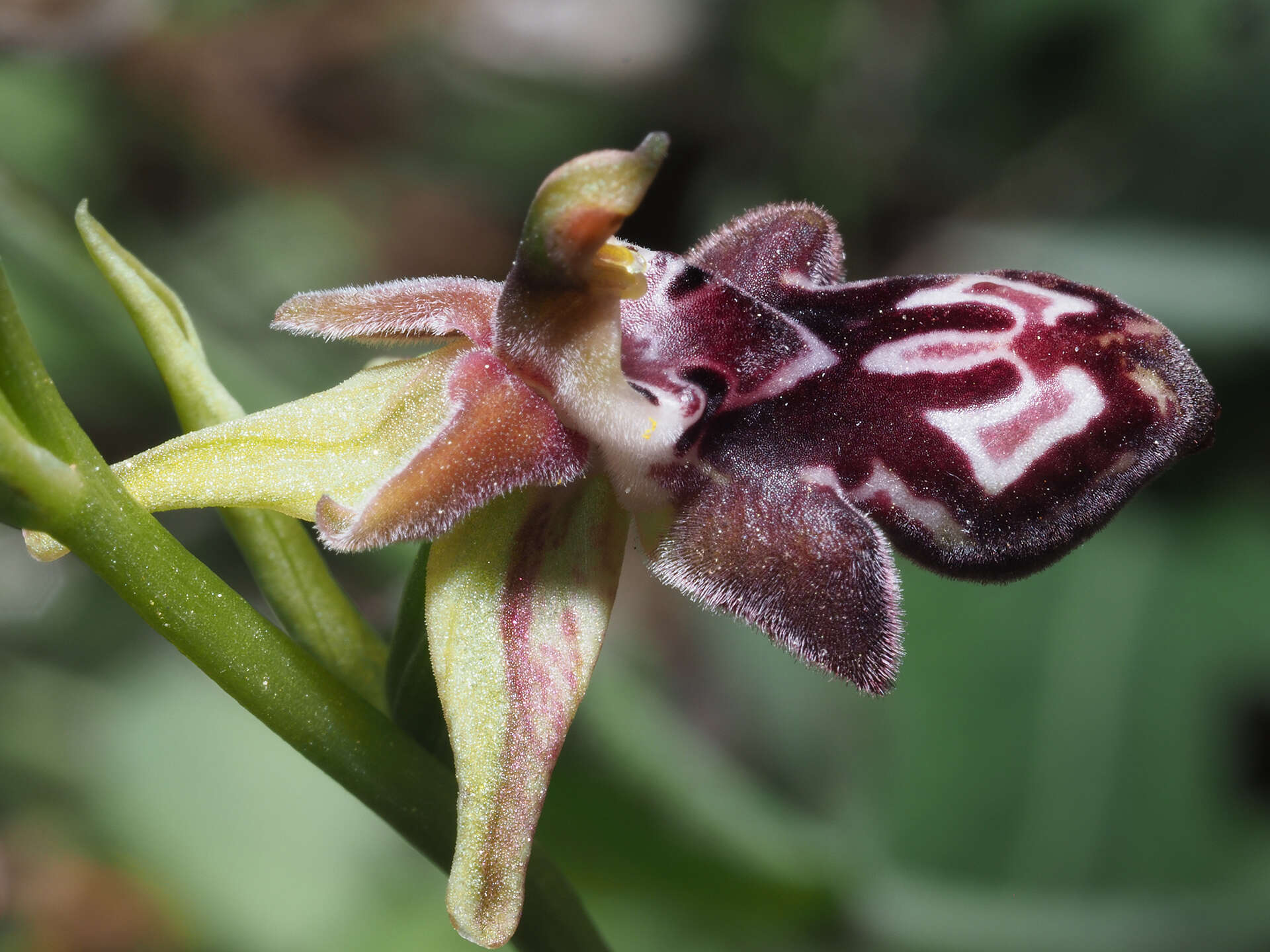 Image of Ophrys cretica subsp. cretica