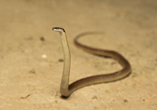 Image of Red-naped Snake