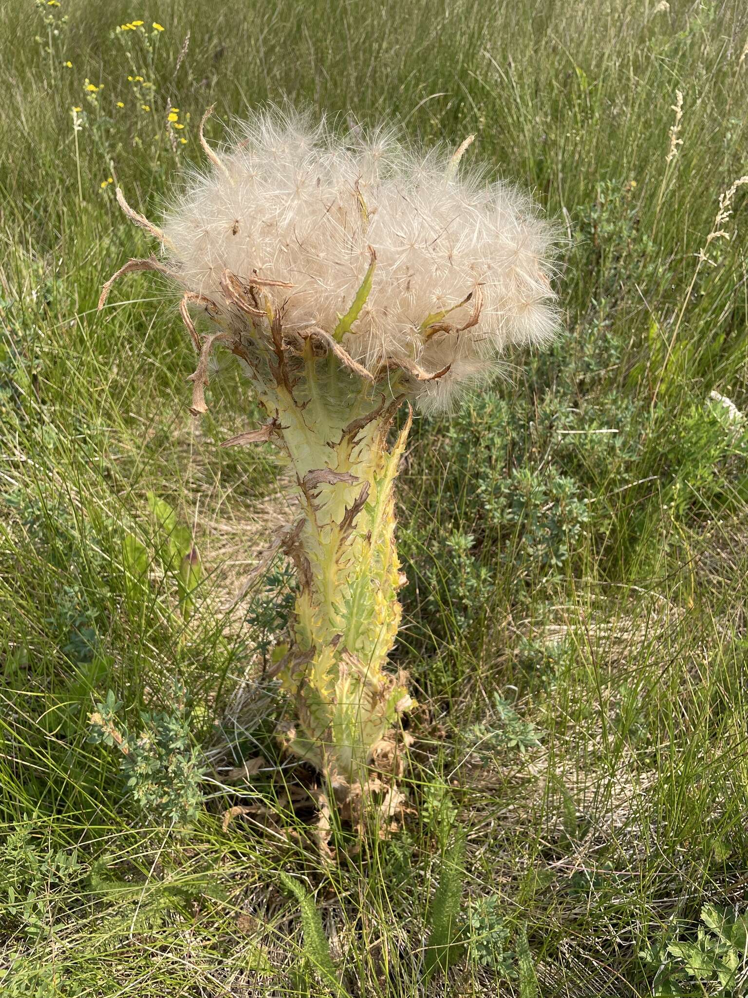 Image of Elk Thistle