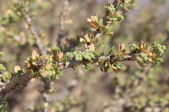 Image of Boscia foetida subsp. foetida