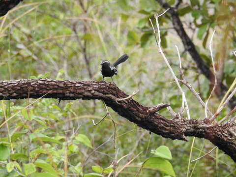 Image of Black-bellied Antwren