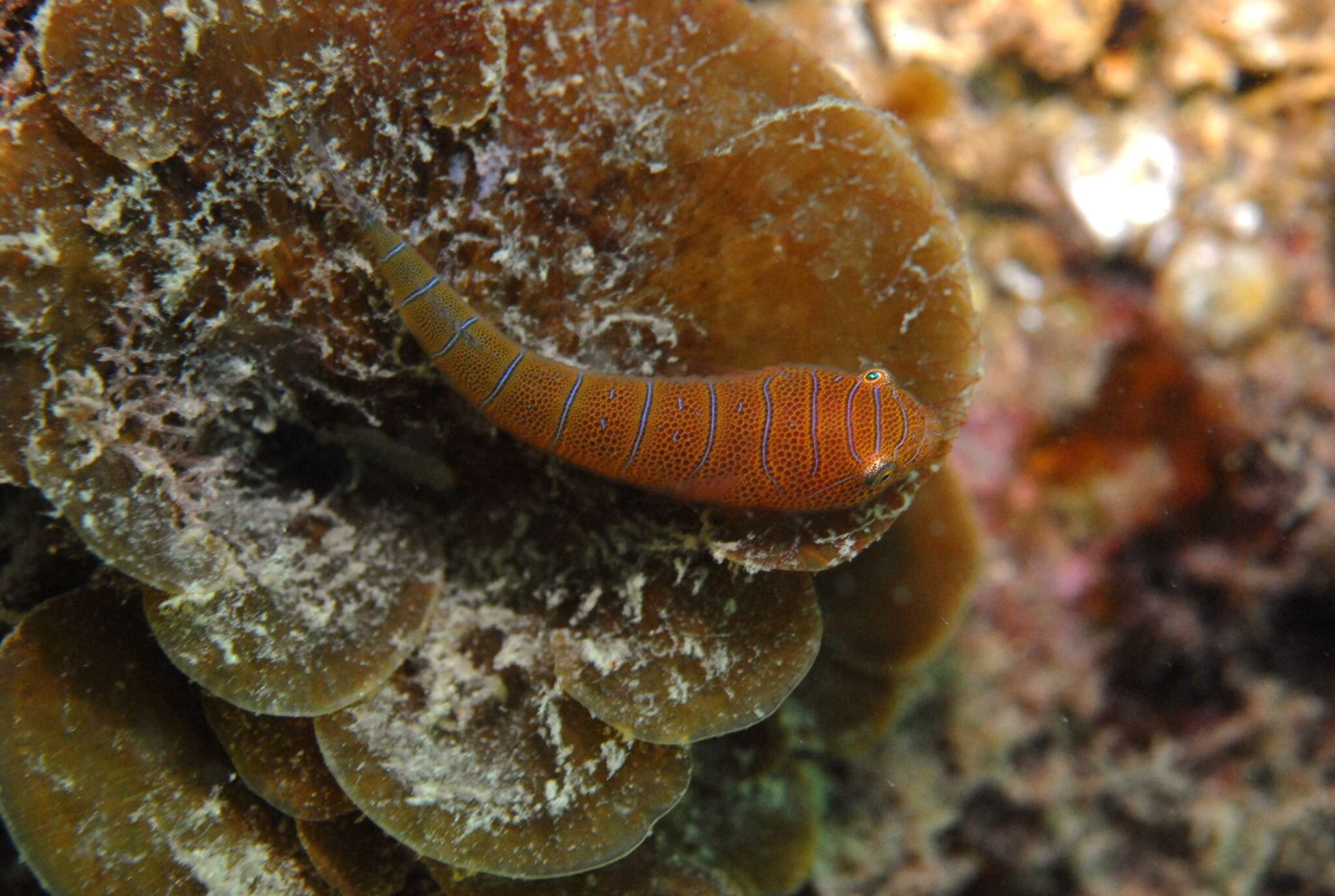 Image de Cochleoceps bicolor Hutchins 1991