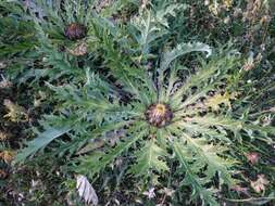 Image of Carlina acanthifolia subsp. cynara (Pourr. ex Duby) Rouy