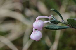 Image of bog rosemary