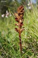 Image of Orobanche gracilis Sm.