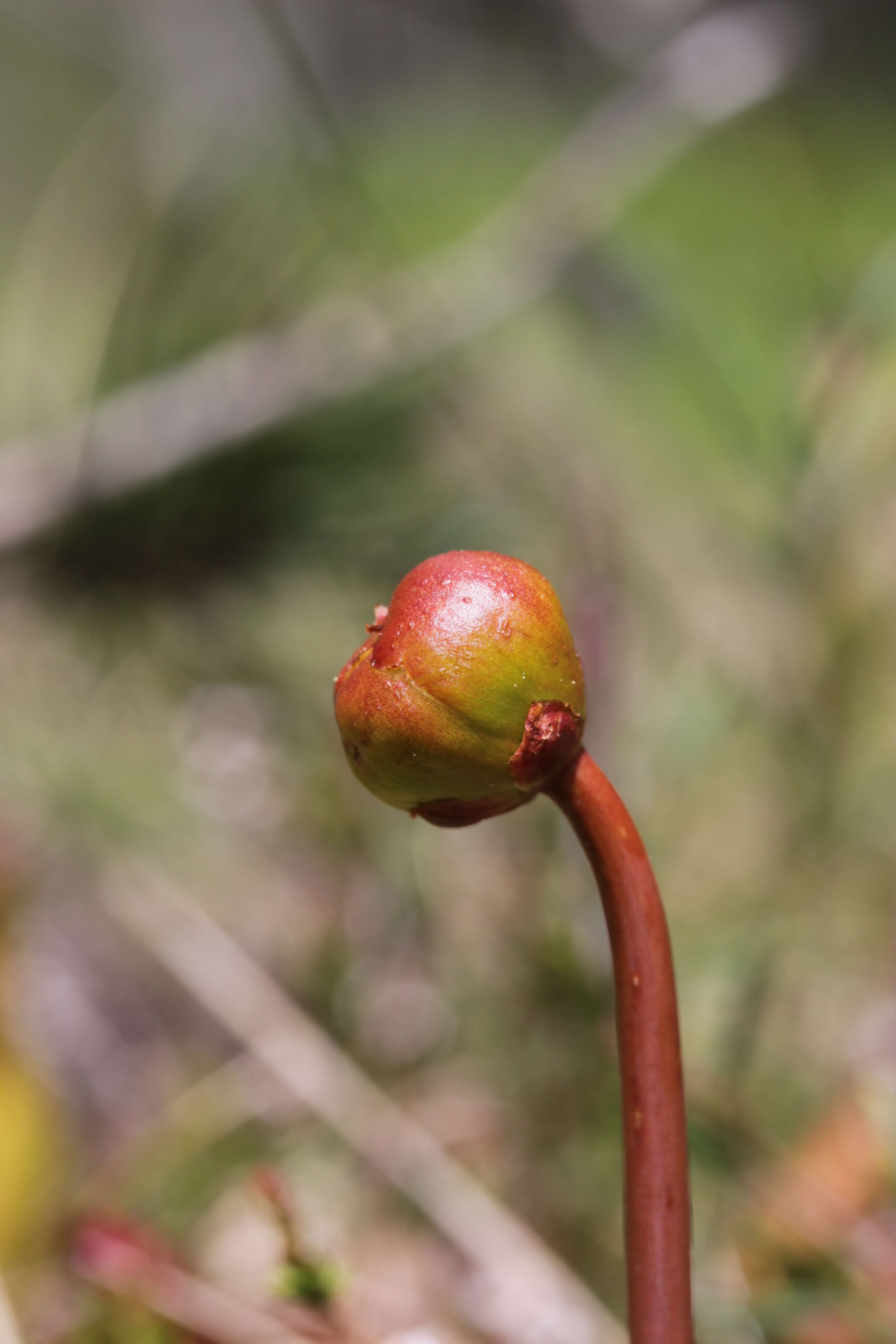 Image of purple pitcherplant