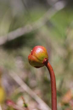 Image of purple pitcherplant