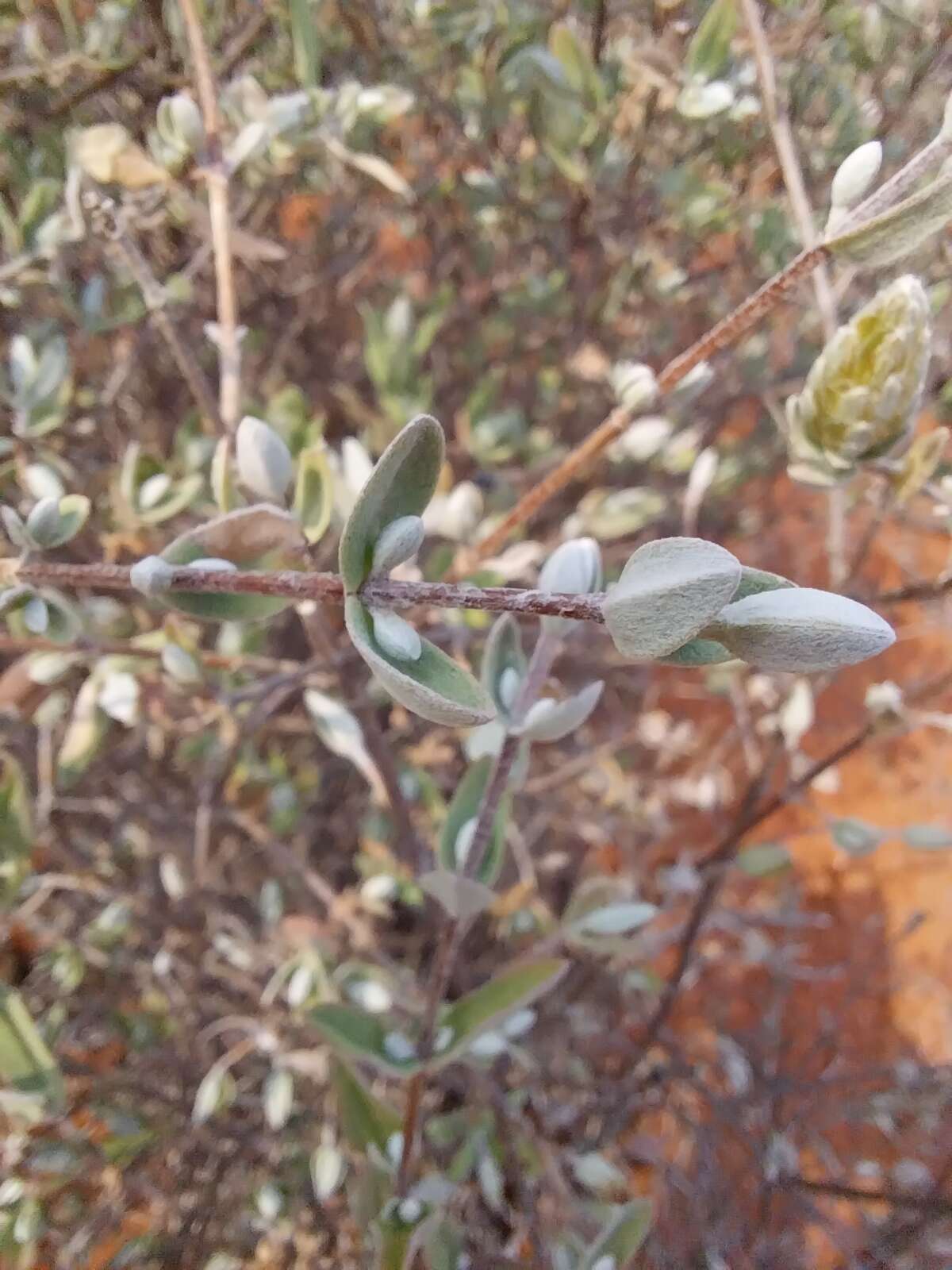 Image of Pteronia ovalifolia DC.