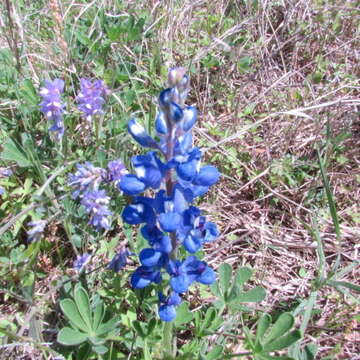 Plancia ëd Lupinus subcarnosus Hook.