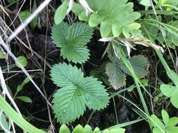 Imagem de Fragaria vesca subsp. californica (Cham. & Schltdl.) Staudt