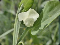 Image of Cyprus-vetch