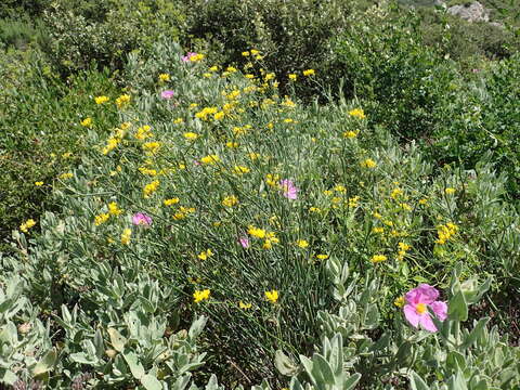 Image of Coronilla juncea L.