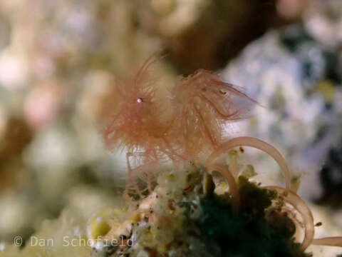 Image of Algae Shrimp
