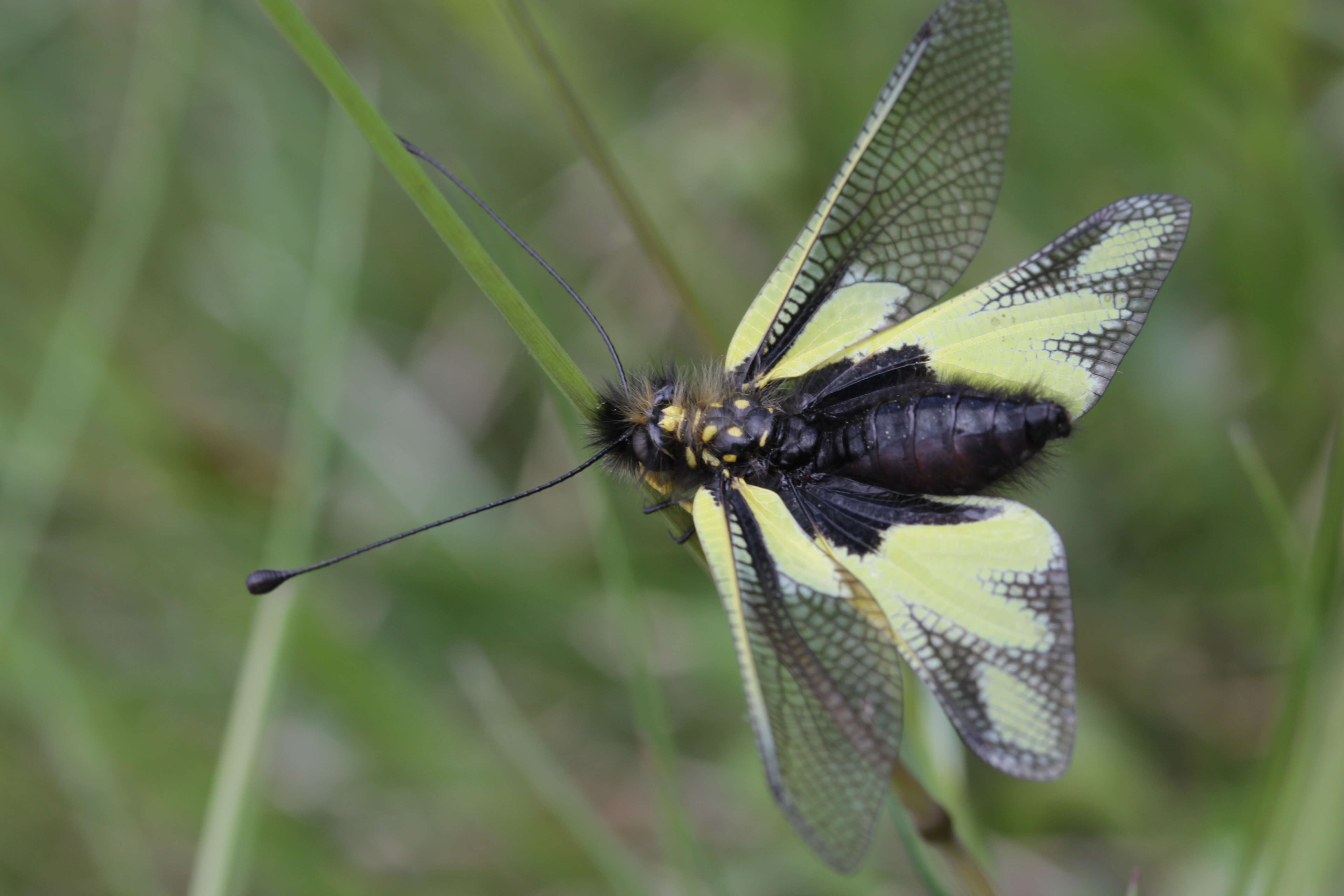 Image of Owly sulphur