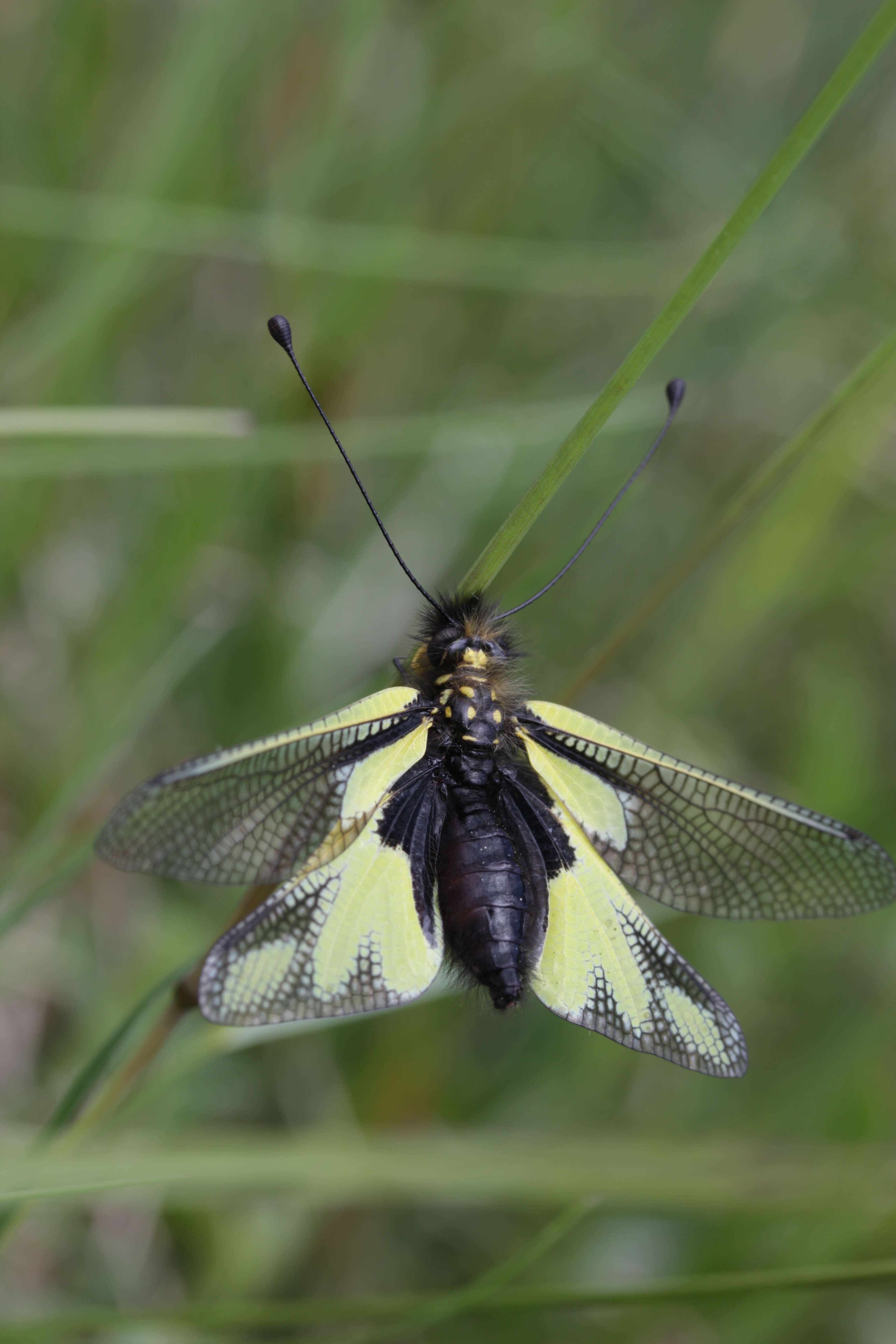 Image of Owly sulphur