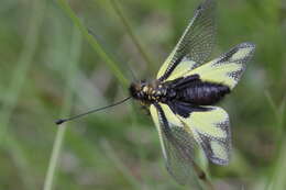 Image of Owly sulphur