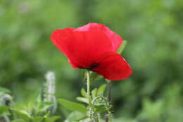 Image of corn poppy