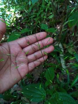 Слика од Megastachya mucronata (Poir.) P. Beauv.