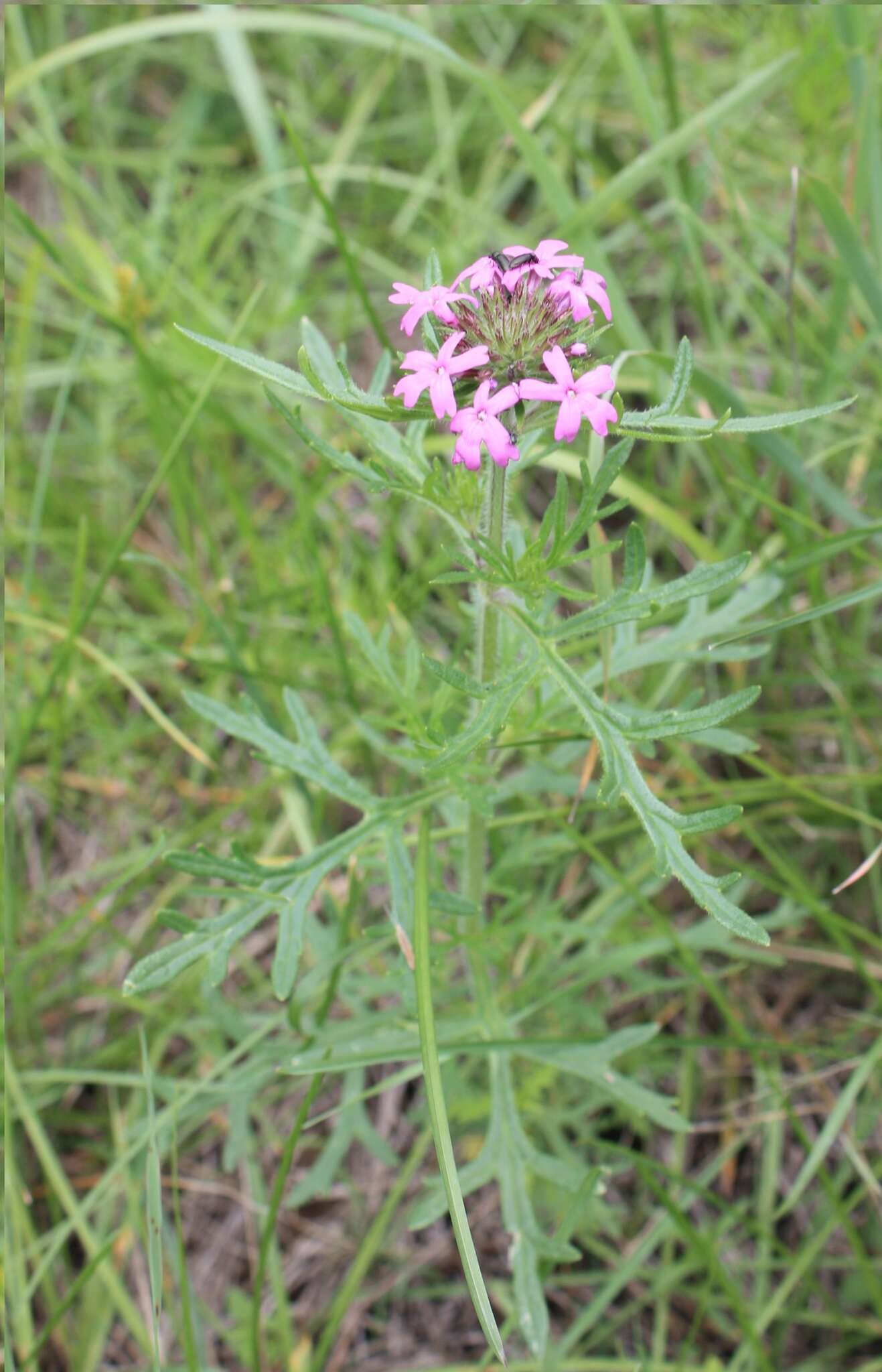 Image of Chiricahua Mountain mock vervain