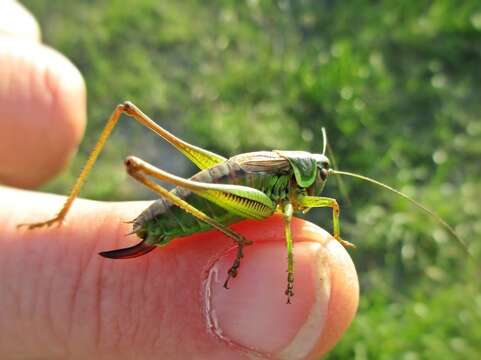 Image of Metrioptera roeselii