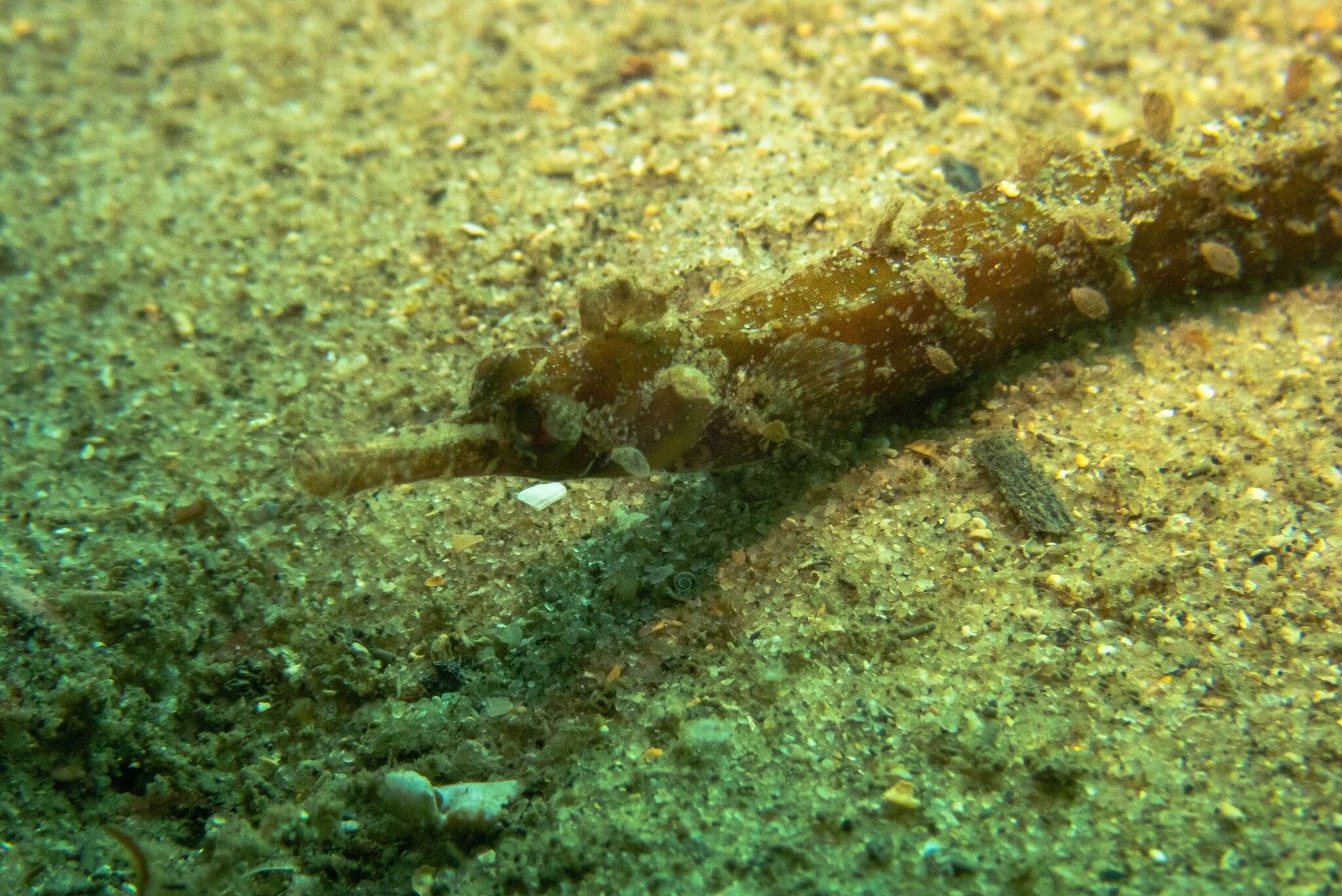 Image of Girdled pipefish