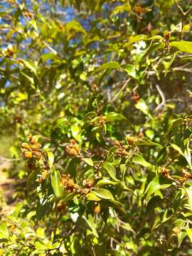 Image of Leptolaena cuspidata Baker