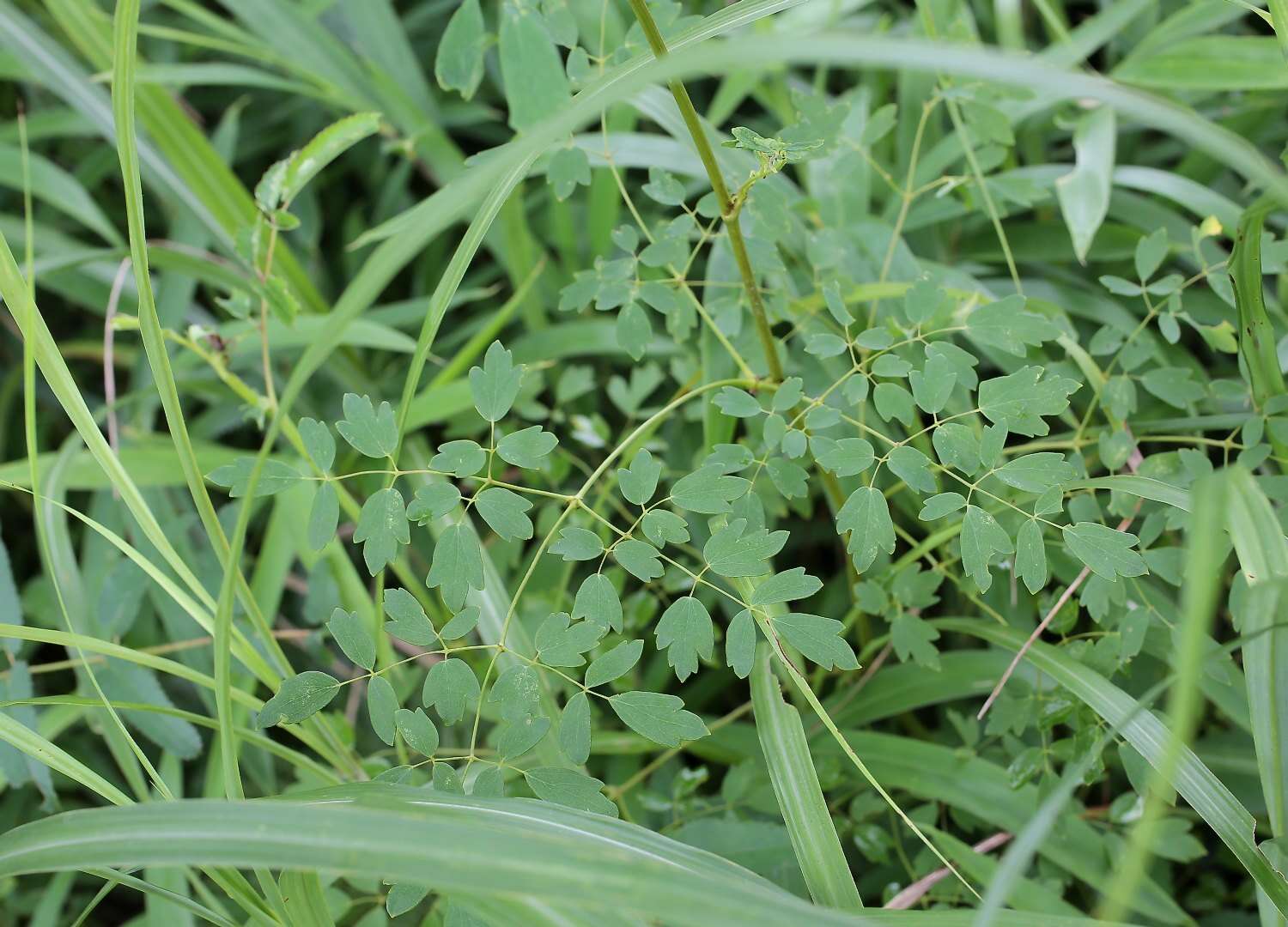 Image of Thalictrum minus subsp. thunbergii (DC.) Vorosh.