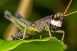 Image of Cingalia dubia (Walker & F. 1870)