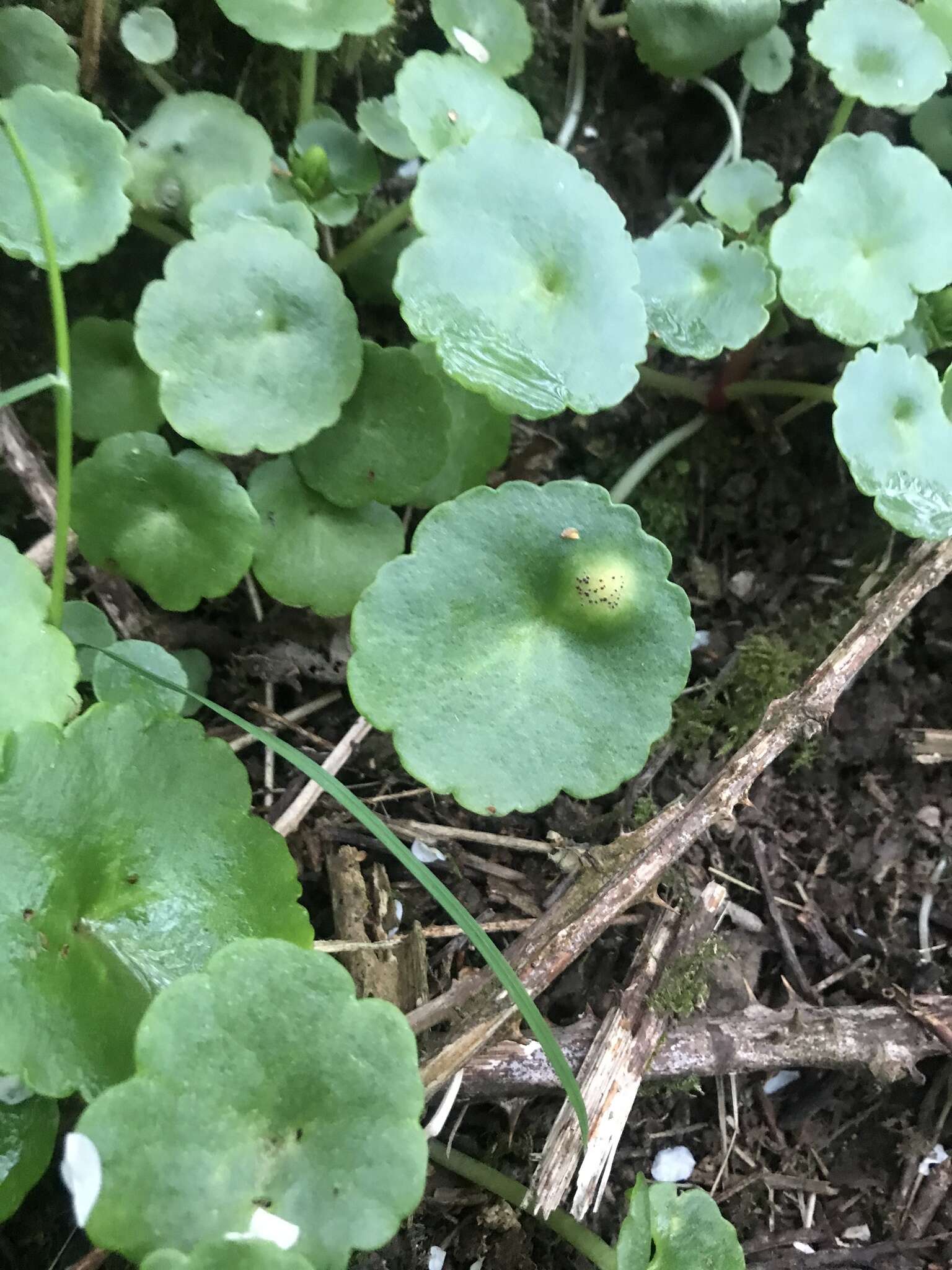 Imagem de Puccinia umbilici Guépin 1830