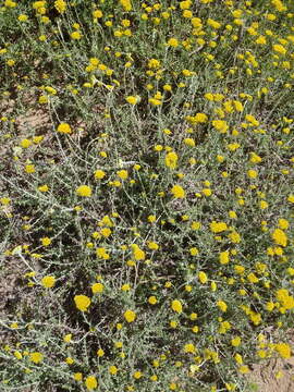 Image of Yellow-tipped everlasting