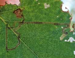 صورة Stigmella continuella (Stainton 1856) Fletcher et al. 1945