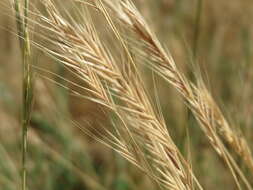 Image of Sweet vernal grass