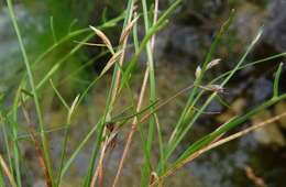 Image of Anthochortus graminifolius (Kunth) H. P. Linder