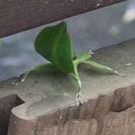 Image of Cryptophyllium chrisangi (Seow-Choen 2017)