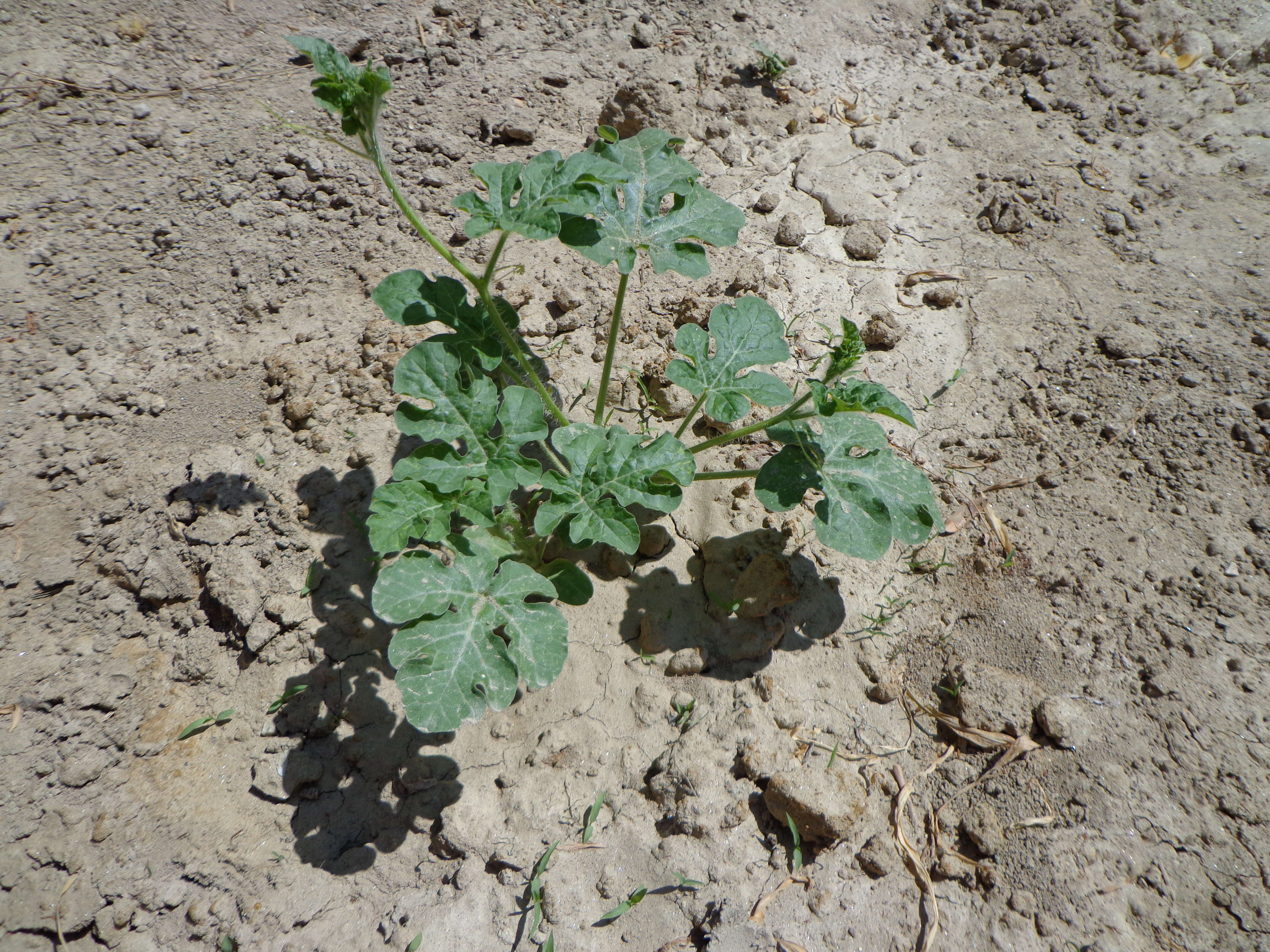 Image of Desert Vines