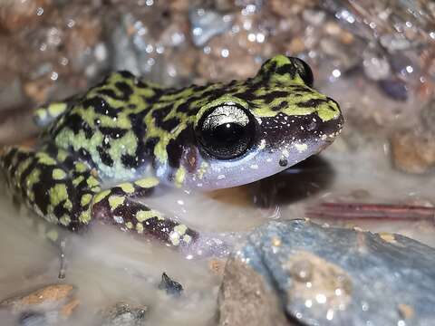 Image of Leprus Chirping Frog